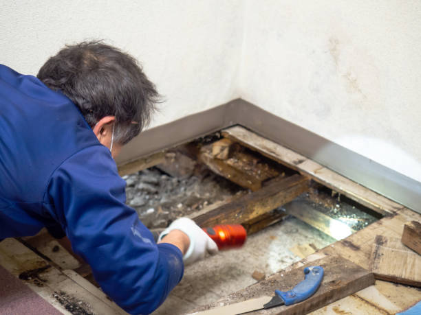 Best Bathroom Mold Remediation in Rural Hill, TN