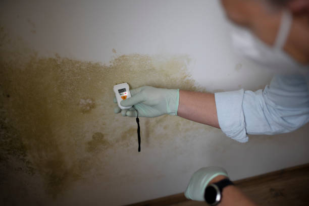 Best Residential Mold Remediation in Rural Hill, TN