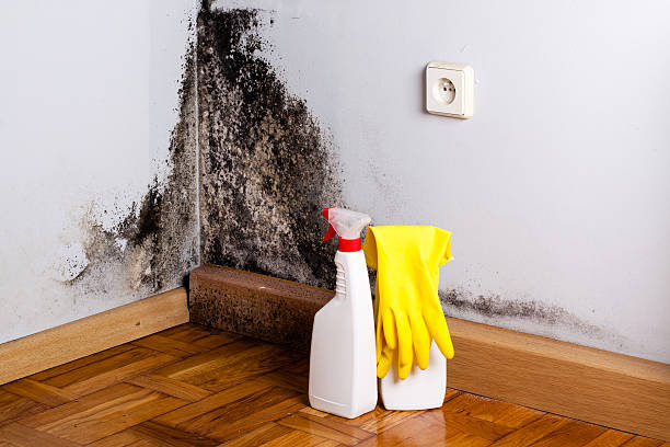 Best Health and Safety Mold Remediation in Rural Hill, TN