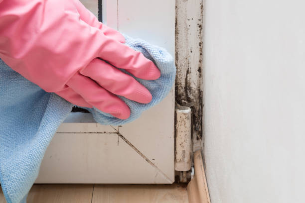 Best Post-Remediation Services in Rural Hill, TN